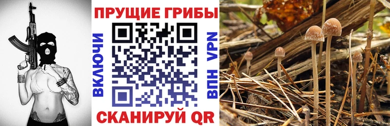 Галлюциногенные грибы прущие грибы  Переславль-Залесский 